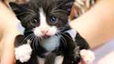 Furry Friends to host Kitten Palooza every weekend in June at PetSmart
