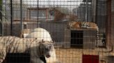 FLAGLER HUMANE SOCIETY Indiana law stops zoos like the ones on 'Tiger King'