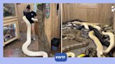 Viral video: Woman carries a Python wrapped around her body to a secret room that will shock you