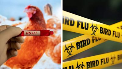 A cluster of 8 Possible H5N1 Bird Flu Cases Now Reported In US Missouri; Antibody Tests Still Awaited