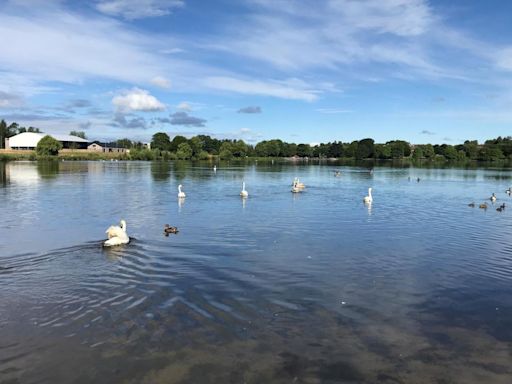 Swans moved from dried up city pond after becoming dehydrated