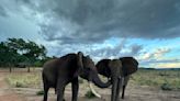 How Do Elephants Say Hello? Reunions Lead to Ear Flapping, Rumbling and Trunk Swinging in Greeting