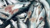 Dying Salmon Trouble Norway's Vast Fish-farm Industry