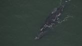 Boat strike is cause of death of right whale female found off Virginia. What to know.