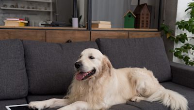 Golden Retrievers Come Running Like Kids Whenever Mom Turns on Their Favorite iPad Game