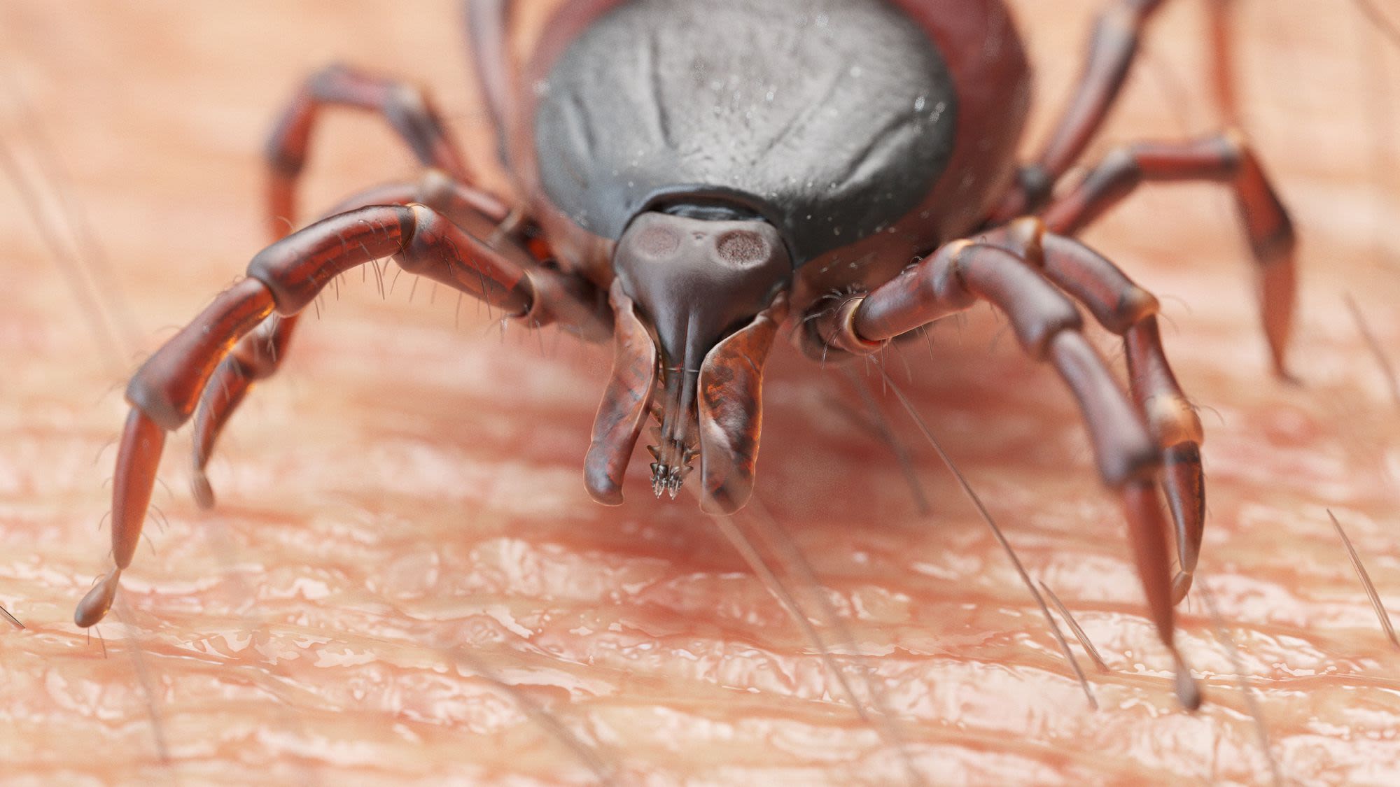 Minnesota’s tick season year-round during no-snow winter