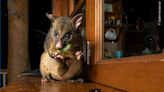 Feast Your Eyes on a Selection of the Year’s Most Breathtaking Wildlife Photos