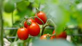 How to Recognize (and Prevent) Problems With Your Tomato Plant