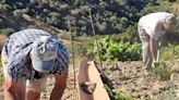 Toboganes en los viñedos de Moclinejo, la ingeniosa alternativa para transportar piedras