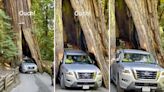 Video of driver attempting to pass through redwood forest sparks outrage: ‘[The] disregard for nature is so sad’