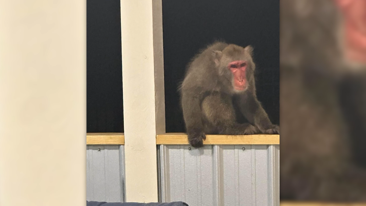 Primate on the loose in South Carolina found safe