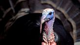 Hunting: Falling turkey numbers a big concern among advocacy groups, wildlife agencies