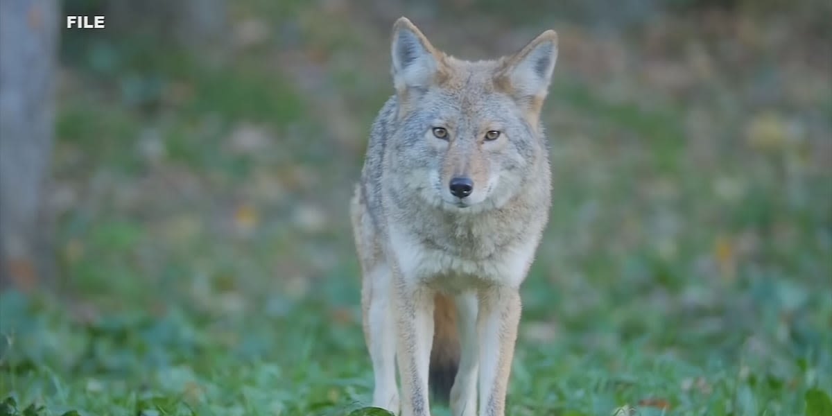 2 coyotes removed from Scottsdale neighborhood, euthanized after dog walker attacked