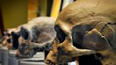 Our *Homo sapiens* ancestors shared the world with Neanderthals, Denisovans and other types of humans whose DNA lives on in our genes