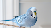 Mom Teaches Her Budgie Bird to Ride a Skateboard and It’s Downright Impressive