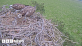 Cumbrian osprey chicks hatch at nature reserve