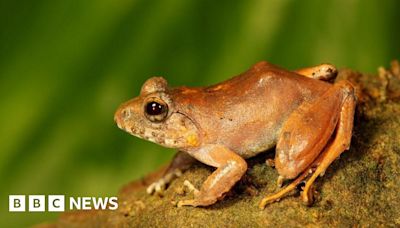 Andaman Islands: The 'upside-down' sex life of a rare Indian frog revealed