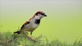 St. Louis Gateway Arch goes dark to aid spring bird migration