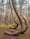 Crooked Forest