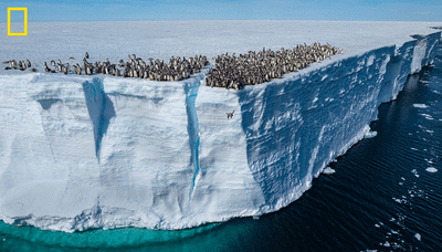 Baby penguins dive off 50-foot cliff in 1st-of-its-kind footage from National Geographic