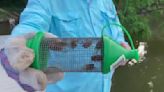 Do cicadas make good bait for fishing?