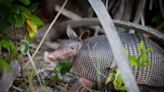 The case of the armadillo: Is it spreading leprosy in Florida?