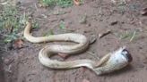 Watch: Cobra struggles to breathe after swallowing cough syrup bottle in Odisha, rescued