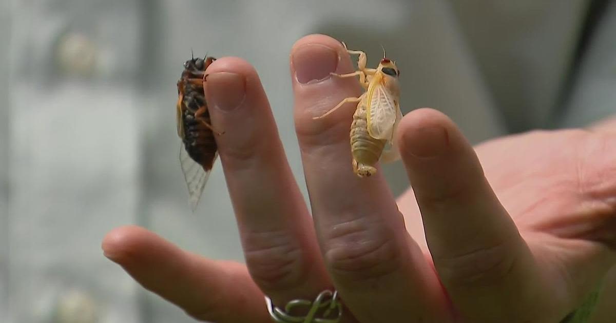The cicadas in Illinois are here: Five facts to know