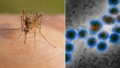 Deadly West Nile virus 'increasingly likely' to emerge in UK, experts warn