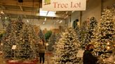 How to choose the best Christmas tree, whether you want a rich pine scent or long-lasting needles