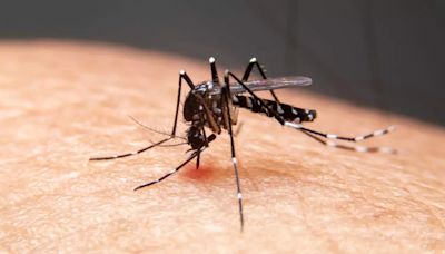 Noida Records Highest Malaria Cases In Three Years; Symptoms And Tips To Prevent The Mosquito-Borne Disease