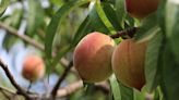 Peach season is just around the corner for Georgia farmers