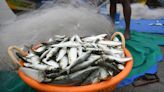 Cooler coastal waters of Kerala may have led to Sardine Rush, say researchers