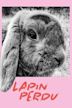 Lapin perdu