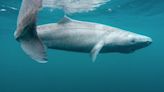 Tubarão 'indestrutível' de 500 anos pode guardar o segredo para prolongar a vida humana
