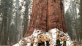 Sequoia National Park’s giants are the friendly type. Hugs are welcome.