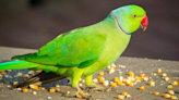 Little Boy Befriends Lonely Bird at Pet Store and Is Instantly Overcome with Emotion