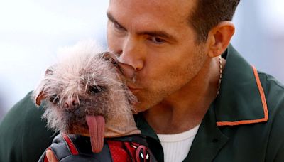 Britain's ugliest dog joins film stars on red carpet