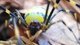 Joro spider photos: Get up close and personal as they trek north