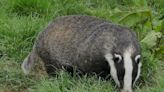 Horror as three cars run over badger in front of wildlife rescue team