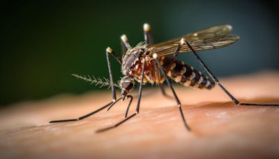 Dengue: un estudio reveló en qué casos la segunda infección puede ser más grave y planteó una dinámica desconocida de la enfermedad