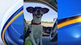 Local animal rescuer aids dog left on highway for three days