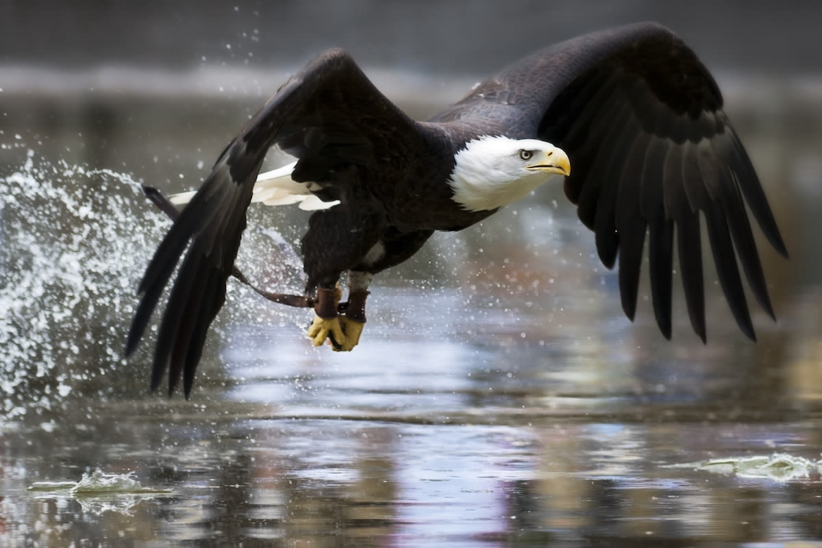 Wildlife Photographer Catches Rare & Incredible Footage of Bald Eagle Swooping in for a Fish
