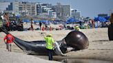 'Absolutely 100% offshore wind is killing whales': expert