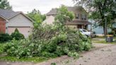 Downed trees and limbs after last week's storm? Here's how to get rid of them