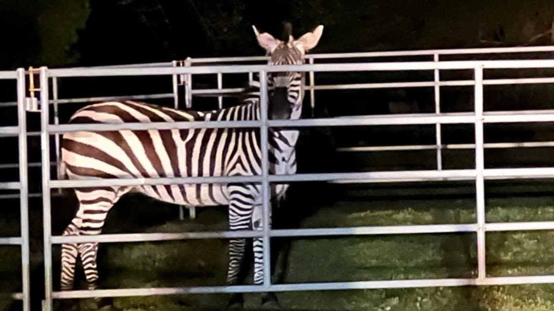 She's safe! Missing zebra found in North Bend