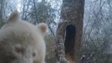An albino giant panda thought to be the only one in the world was filmed in the wild in China — take a look