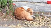 Síntomas que un perro sufre golpe de calor, según expertos