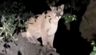 Does P-22, the Celebrity Big Cat of Los Angeles, Have a Successor?