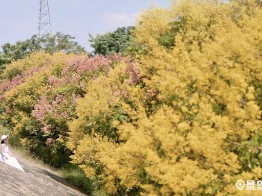 600米滿版欒樹花海河堤步道！經典四色漸層大景最佳賞期必看